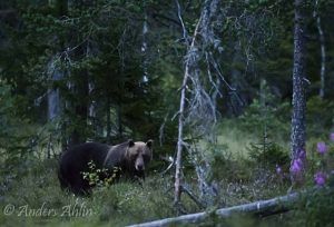 Björn tittar mot kameran i mörker
