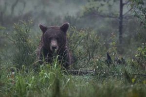 Björn på myr tittar rakt in i kameran