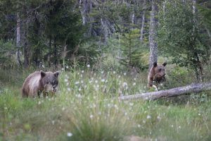 Två björnar på myr