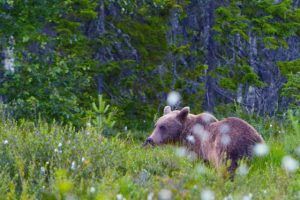 Björn tittar till höger