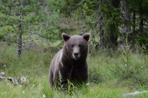 Stor brunbjörn tittar rakt in i kameran