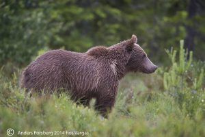Brunbjörn från sidan