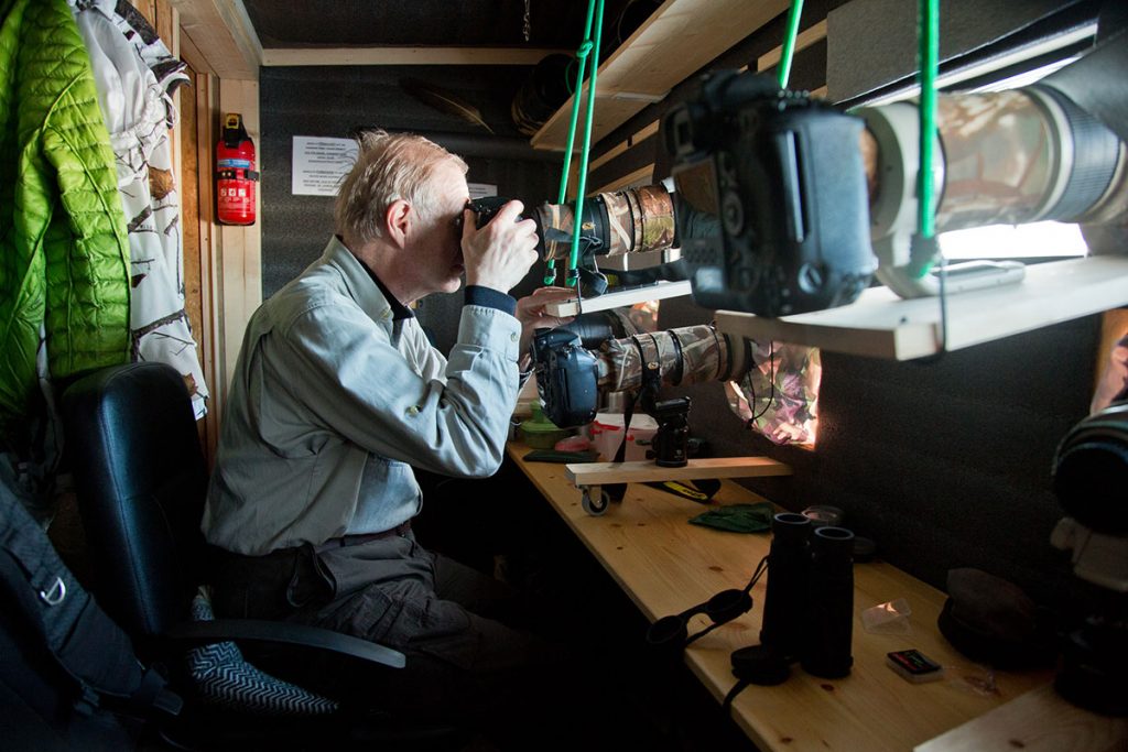 Havsörn 2 timmar från Stockholm/Sundsvall