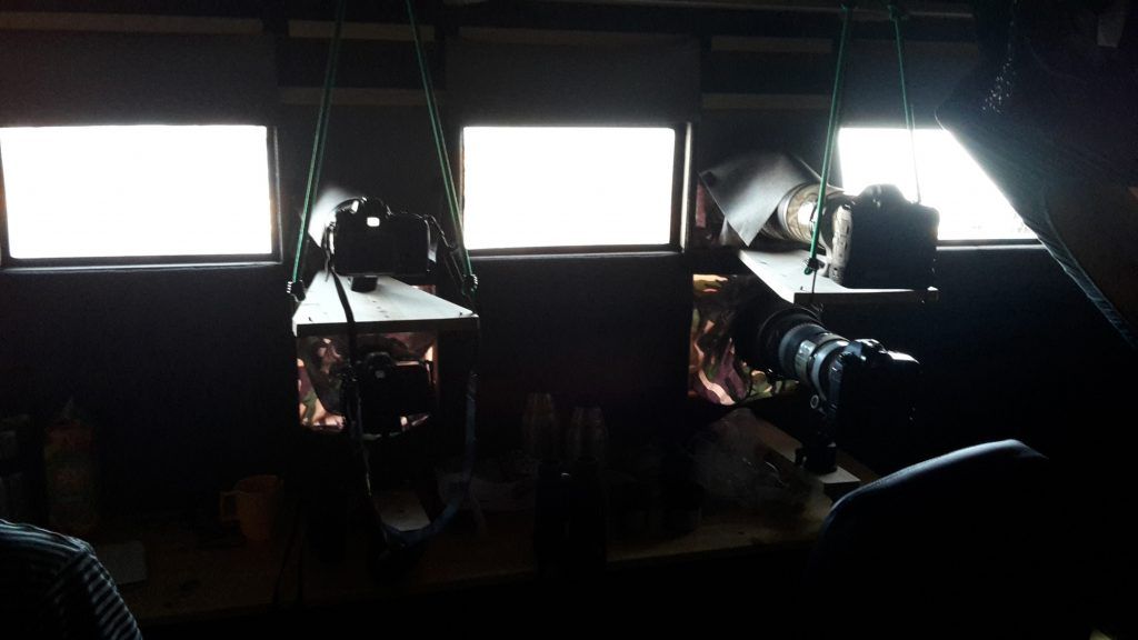 Havsörn 2 timmar från Stockholm/Sundsvall