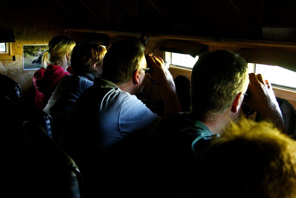 Björnskådning i Hälsingland